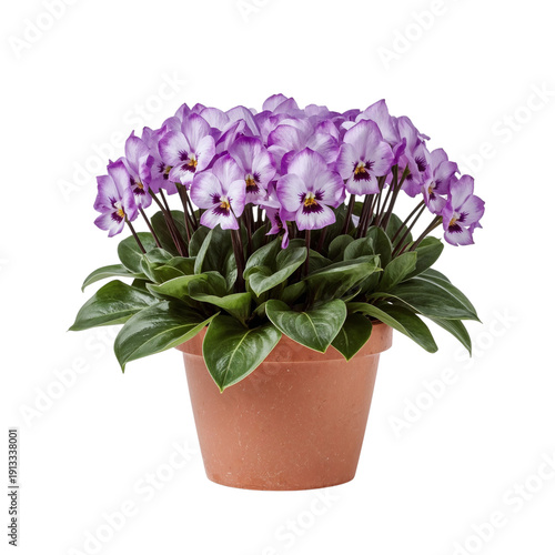 Purple Flowers in a White Pot on a Plain Background With Green Leaves at Afte...