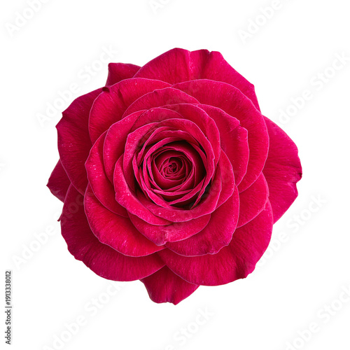 Bright Red Rose in Full Bloom Showing Detailed Petals and Natural Beauty