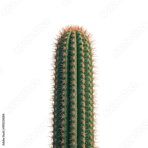 Cactus in a White Pot Placed on a Flat Surface in a Simple Indoor Setting at ...