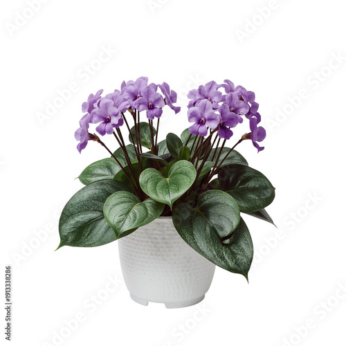 Purple Flowers in a White Pot on a Plain Background With Green Leaves at Afte...