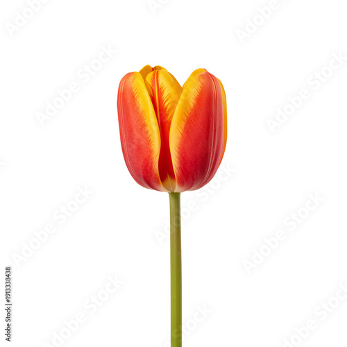 Colorful Tulip Stands Tall in a Simple Setting Showcasing Its Vibrant Colors ...