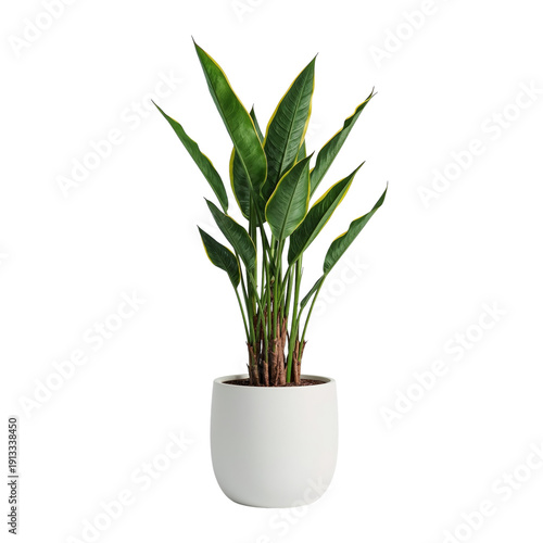 Green Indoor Plant in a White Pot Placed on a Neutral Backdrop in a Well-Lit ...