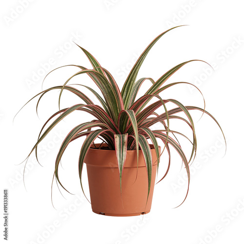 Indoor Plant With Green and Red Leaves in Brown Pot on a Plain Background