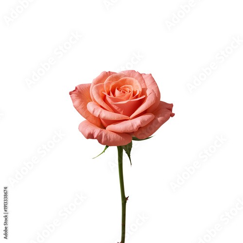 Pink Rose With Green Stem on White Background in a Simple Setting