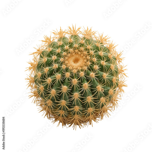 Cactus With Long Spines in a Simple Setting During Daylight Hours