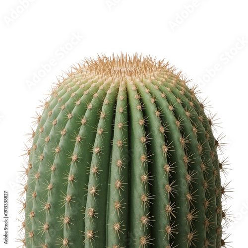Cactus With Spines in Close View Showing Shape and Texture Under Bright Light...