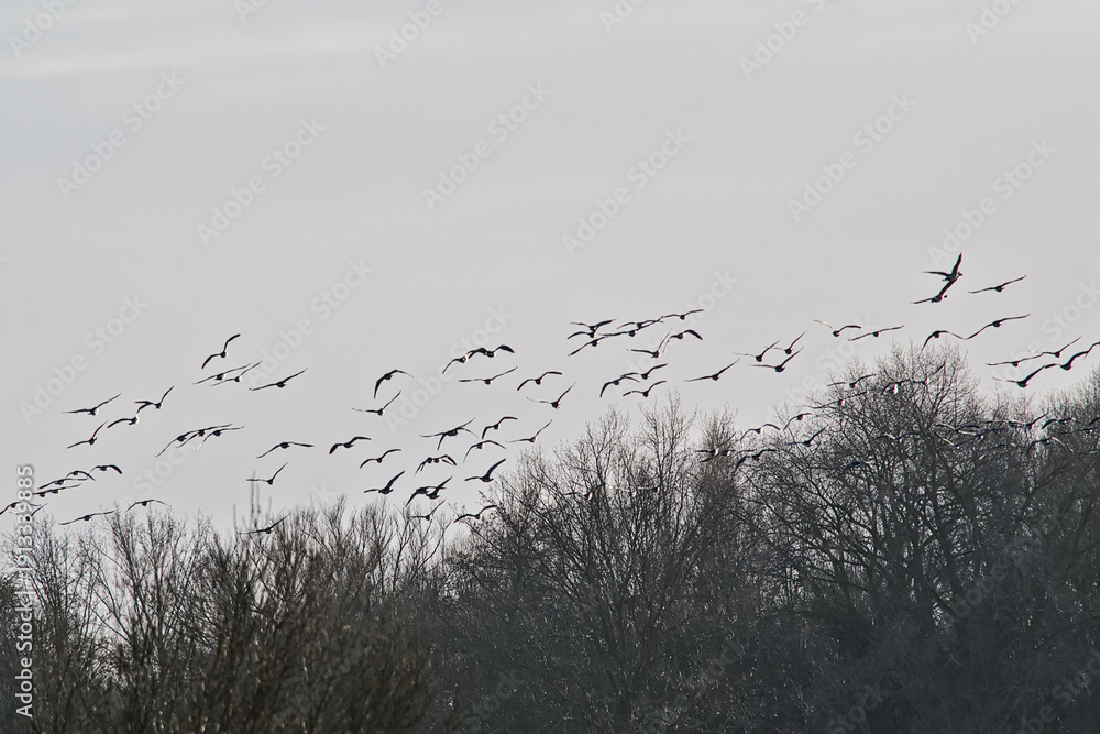 Obraz premium formatian of canada geese flying over bare tree tops - Branta canadensis 