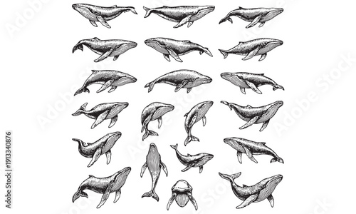 Dolphin and Whale Sketch Collection - Marine Mammals Drawing Set