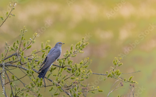 A male common cuckoo (Cuculus canorus) perches on blooming willow branch in early spring, showcasing its sleek gray plumage and alert posture amid fresh green catkins and soft natural light