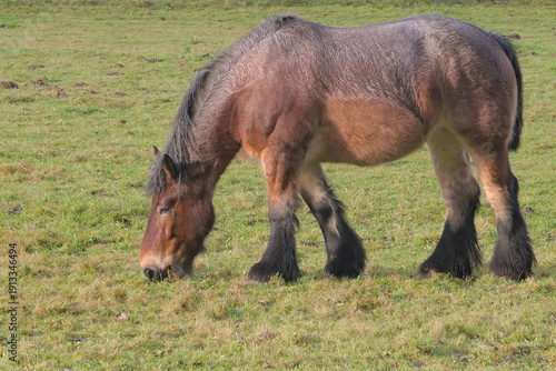 Foto brown belgian draft horse grazing in a meadow in Bourgoyen nature reserve, Ghent