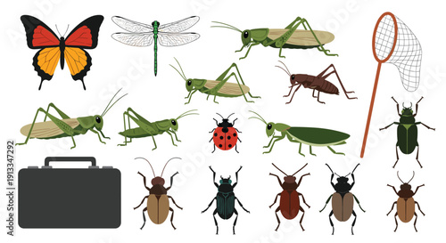 Extensive collection of various insects including butterflies beetles and grasshoppers along with a catching net and box.