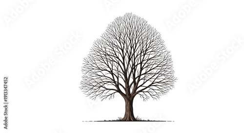 Detailed line drawing of a large deciduous tree with bare branches during winter, showing the intricate structure of its crown.