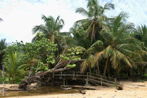 Tropical beach with palm trees and coconut palms