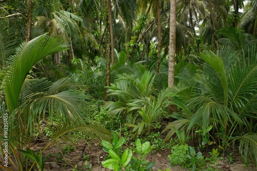 Panama coast  - palm trees in the garden in Bocad del Toro