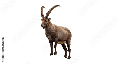 Fotografie antelope isolated on white background, png