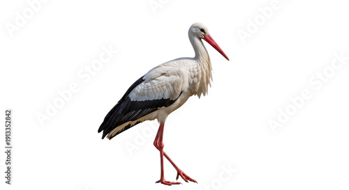 Fotografie white stork isolated on white, png
