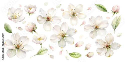 set of watercolor petals isolated on the white background falling gracefully create a spring blossom template with delicate white flowers and soft romantic floral patterns