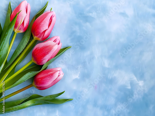 Flat lay background with pink tulips on blue background with copyspace