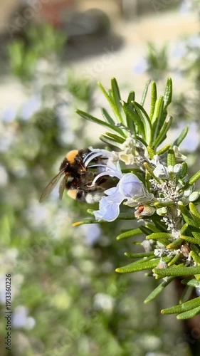 Bombus bee insect macro view while collect pollen on spirng flower, vertical 4k wild animal slow motion
