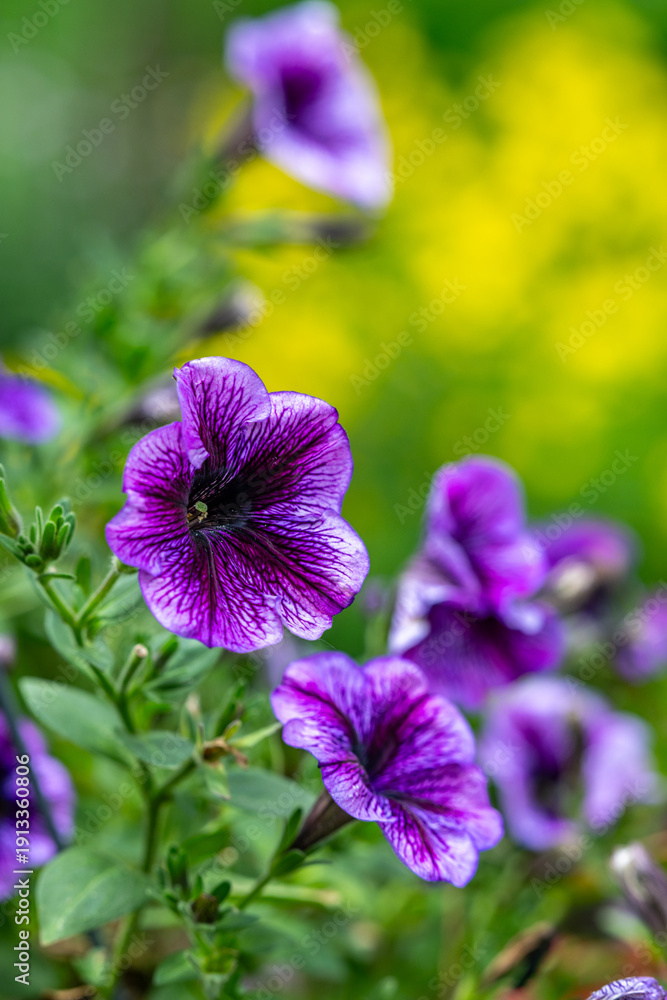 Obraz premium purple flowers in the garden