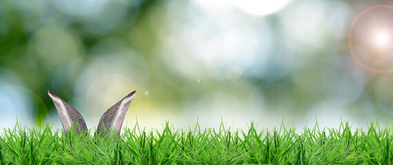Easter bunny hiding in bright green grass against blurred background, bokeh effect