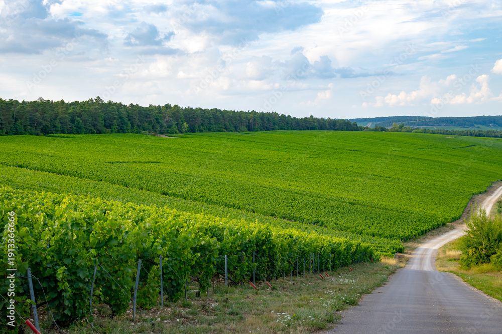Naklejka premium Hilly green vineyards on limestone soils near Les Riceys champagne wine making villages in Cote des Bar, South of Champagne region, France