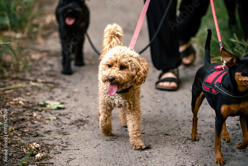 Three small dogs on leashes walking on forest path with owner. Pets appear alert and cheerful, enjoying shaded woodland outdoor. Pet companionship, healthy routine and dogs welfare