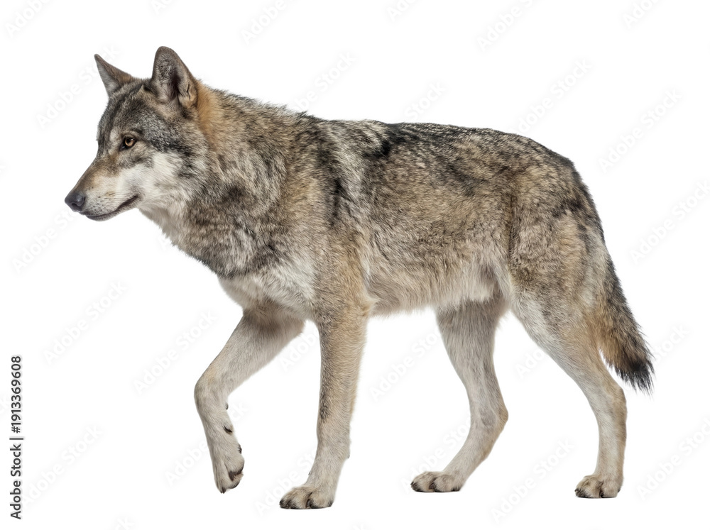 Obraz premium Gray wolf walking isolated on white background