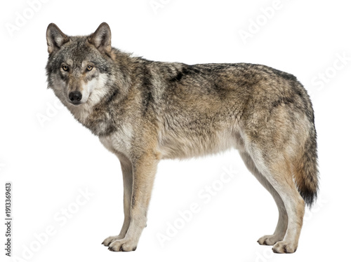 Gray wolf side view isolated on white background