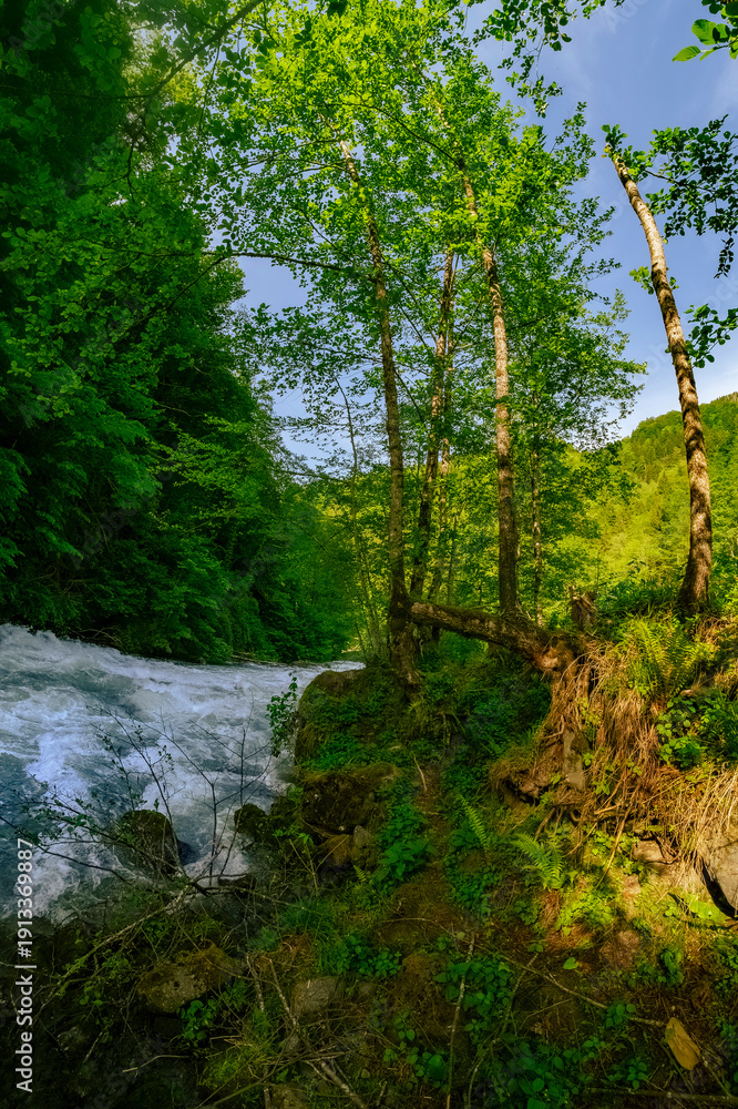 Obraz premium Incredible vertical photo captures the dramatic turbulence of a rushing river flowing past a dense. Dark forest wall, where strong sunlight fiercely illuminates the rich green canopy.
