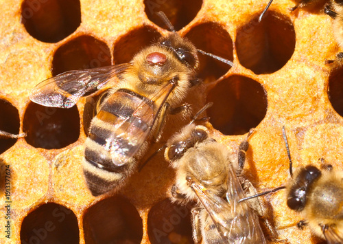 Canvastavla A bee with a varroa mite clinging to its body