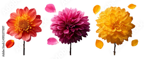 Wallpaper Mural Vibrant Flower Collection with Colorful Petals on Black Background Torontodigital.ca