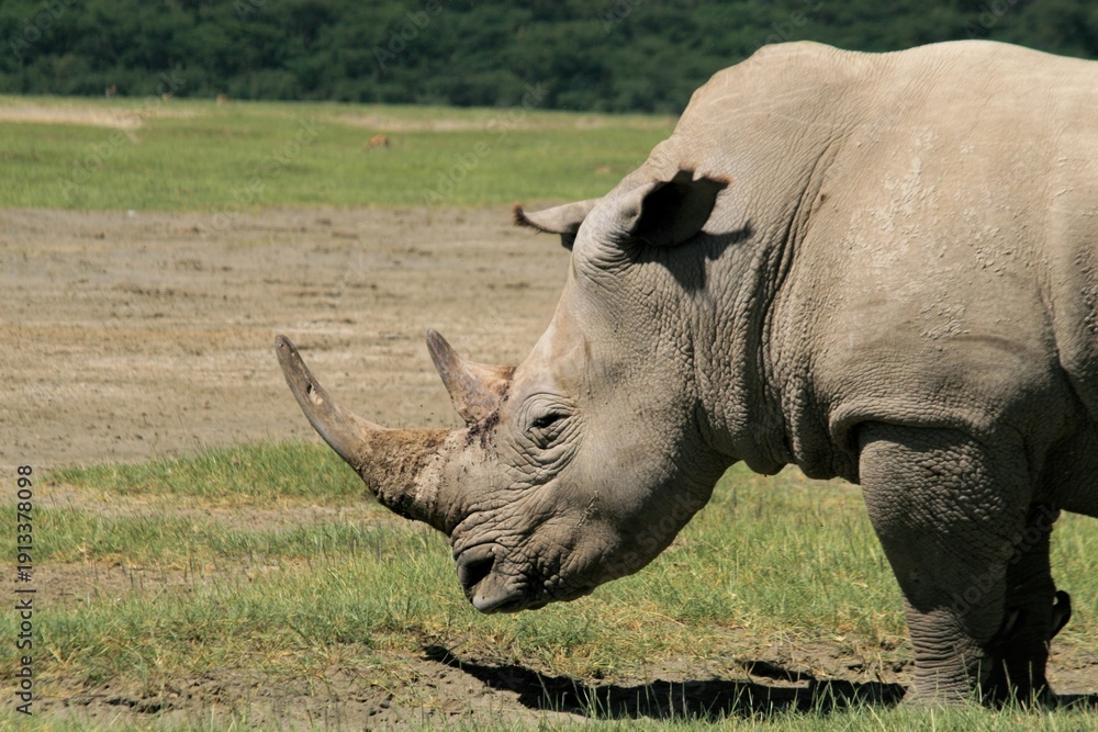 Obraz premium white rhino in zoo