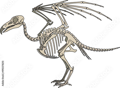 Dinosaur Skeleton Illustration of Prehistoric Creature