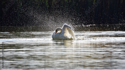Φωτογραφία White Swan on the Lake, in splashes of water
