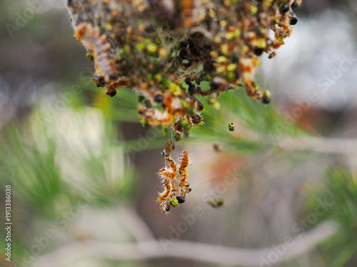 Close-up of spider suspended from web with captured insect prey in natural outdoor setting