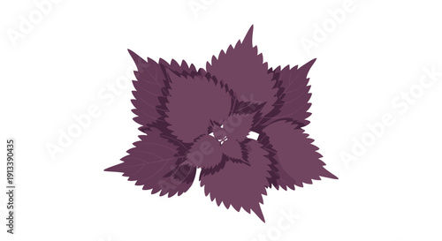 A dense cluster of dark purple leaves with serrated edges forms a star-like shape on a clean white background.