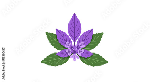 A central cluster of small purple flowers is surrounded by layers of green and purple leaves on a white background.