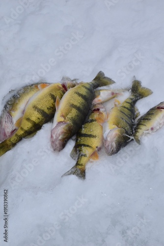 Ice fishing for perch 