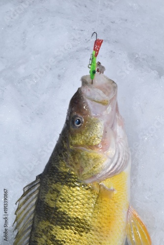 Ice fishing for perch 