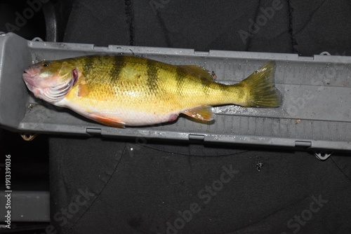 Ice fishing for perch 