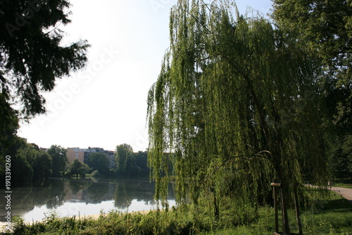 Trauerweide am Teich