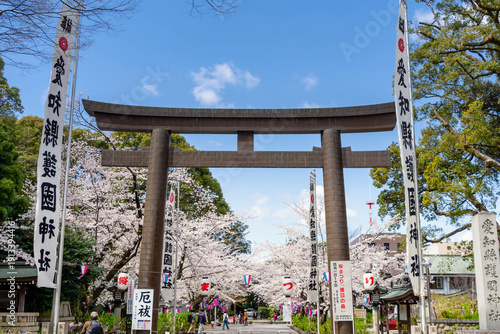 名古屋市・愛知縣護國神社　満開の桜