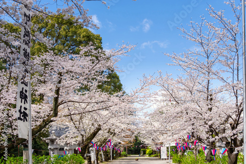 名古屋市・愛知縣護國神社　満開の桜