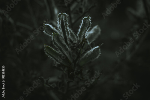 Velvet Silhouette (Silueta de Terciopelo)