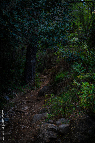 Forest Immersion (Inmersión Forestal)