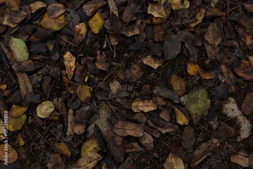 Autumn Mosaic (Mosaico Otoñal)