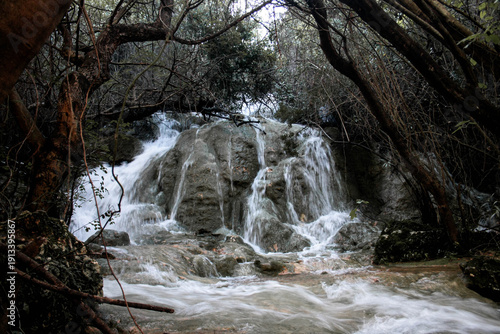 The Heart of the Forest (El Corazón del Bosque)