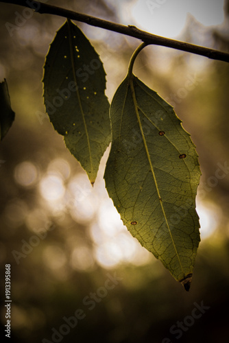 The Echo of the Sun (El Eco del Sol)