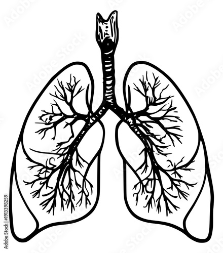 Lungs bronchial tree anatomy black white